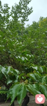 漫步津门细雨间，静悟天雨恒久之道。心藏温柔挚爱，揽人间清欢，修自身从容。于烟火生活寻浪漫，于风雨流年悟成长。扎根给力平台，以赤诚之心渡己渡人，守本心，赴前路，岁岁安然，步步生暖。配图