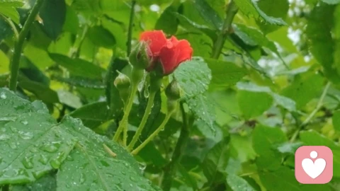 津门雨语·心灯同行｜与给力共生，以心照见人间！