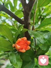 雨后清宁，草木含灵，抚慰人心！配图