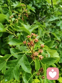 雨后清宁，草木含灵，抚慰人心！配图