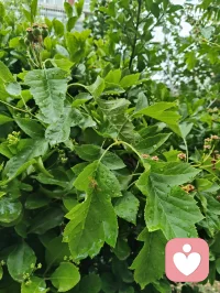 雨后清宁，草木含灵，抚慰人心！配图