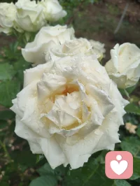 雨后清宁，草木含灵，抚慰人心！配图