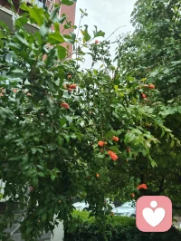 雨后清宁，草木含灵，抚慰人心！配图