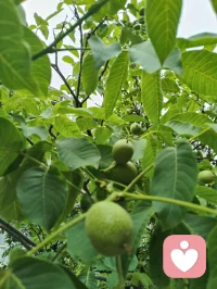 雨后清宁，草木含灵，抚慰人心！配图
