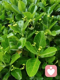 雨后清宁，草木含灵，抚慰人心！配图