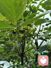 雨后清宁，草木含灵，抚慰人心！配图