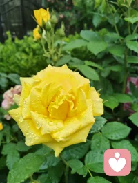 昨夜津门细雨通宵浸润，今晨疏雨轻笼晨光。
庭前花木沐尽甘霖，凝珠含翠，满目清生意韵悠然。
清风徐来涤尽尘烦，一身澄明无半分杂念。
身为倾听者，心似幽兰静雅，淡观世事浮沉。
愿岁月温软抚平世间万般伤痕，流年安然浅唱清歌，
心怀清宁不染俗尘，岁岁皆遇温柔光景。配图