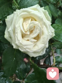昨夜津门细雨通宵浸润，今晨疏雨轻笼晨光。
庭前花木沐尽甘霖，凝珠含翠，满目清生意韵悠然。
清风徐来涤尽尘烦，一身澄明无半分杂念。
身为倾听者，心似幽兰静雅，淡观世事浮沉。
愿岁月温软抚平世间万般伤痕，流年安然浅唱清歌，
心怀清宁不染俗尘，岁岁皆遇温柔光景。配图