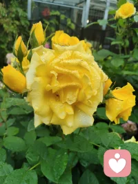 昨夜津门细雨通宵浸润，今晨疏雨轻笼晨光。
庭前花木沐尽甘霖，凝珠含翠，满目清生意韵悠然。
清风徐来涤尽尘烦，一身澄明无半分杂念。
身为倾听者，心似幽兰静雅，淡观世事浮沉。
愿岁月温软抚平世间万般伤痕，流年安然浅唱清歌，
心怀清宁不染俗尘，岁岁皆遇温柔光景。配图