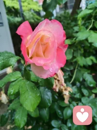 昨夜津门细雨通宵浸润，今晨疏雨轻笼晨光。
庭前花木沐尽甘霖，凝珠含翠，满目清生意韵悠然。
清风徐来涤尽尘烦，一身澄明无半分杂念。
身为倾听者，心似幽兰静雅，淡观世事浮沉。
愿岁月温软抚平世间万般伤痕，流年安然浅唱清歌，
心怀清宁不染俗尘，岁岁皆遇温柔光景。配图