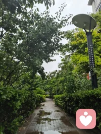 昨夜津门细雨通宵浸润，今晨疏雨轻笼晨光。
庭前花木沐尽甘霖，凝珠含翠，满目清生意韵悠然。
清风徐来涤尽尘烦，一身澄明无半分杂念。
身为倾听者，心似幽兰静雅，淡观世事浮沉。
愿岁月温软抚平世间万般伤痕，流年安然浅唱清歌，
心怀清宁不染俗尘，岁岁皆遇温柔光景。配图
