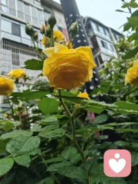 昨夜津门细雨通宵浸润，今晨疏雨轻笼晨光。
庭前花木沐尽甘霖，凝珠含翠，满目清生意韵悠然。
清风徐来涤尽尘烦，一身澄明无半分杂念。
身为倾听者，心似幽兰静雅，淡观世事浮沉。
愿岁月温软抚平世间万般伤痕，流年安然浅唱清歌，
心怀清宁不染俗尘，岁岁皆遇温柔光景。配图