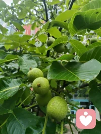 昨夜津门细雨通宵浸润，今晨疏雨轻笼晨光。
庭前花木沐尽甘霖，凝珠含翠，满目清生意韵悠然。
清风徐来涤尽尘烦，一身澄明无半分杂念。
身为倾听者，心似幽兰静雅，淡观世事浮沉。
愿岁月温软抚平世间万般伤痕，流年安然浅唱清歌，
心怀清宁不染俗尘，岁岁皆遇温柔光景。配图