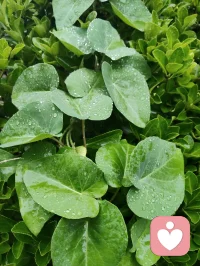 昨夜津门细雨通宵浸润，今晨疏雨轻笼晨光。
庭前花木沐尽甘霖，凝珠含翠，满目清生意韵悠然。
清风徐来涤尽尘烦，一身澄明无半分杂念。
身为倾听者，心似幽兰静雅，淡观世事浮沉。
愿岁月温软抚平世间万般伤痕，流年安然浅唱清歌，
心怀清宁不染俗尘，岁岁皆遇温柔光景。配图