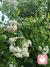 昨夜津门细雨通宵浸润，今晨疏雨轻笼晨光。
庭前花木沐尽甘霖，凝珠含翠，满目清生意韵悠然。
清风徐来涤尽尘烦，一身澄明无半分杂念。
身为倾听者，心似幽兰静雅，淡观世事浮沉。
愿岁月温软抚平世间万般伤痕，流年安然浅唱清歌，
心怀清宁不染俗尘，岁岁皆遇温柔光景。配图