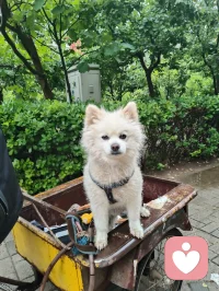 津门晨雨遇灵犬，市井藏大爱修行者！
 
雨后津门的清晨，空气里带着草木与泥土的清润。三轮车上的小白狗，前几日还对着我吠叫，被我一声草原狼啸震慑后，如今见我便温顺得像团棉花，今早更是吐着粉舌头，在车斗里歪头卖萌，眼里满是软乎乎的依赖。它的主人，是一位退伍老兵。他日日踩着三轮车拾废品，衣衫朴素，生活清简，却悄悄把积蓄捐给了慈善，把烟火日子过成了至真至纯的修行。那日我在楼下漫步，撞见他在废品堆旁捧着书读，阳光穿过树叶，落在他花白的鬓角和旧旧的衣衫上，那一刻，市井的尘埃都成了他身上的光，我忽然红了眼眶。原来大爱从不在喧嚣里，本真也从不在浮华里。他不张扬，不喧哗，却用半生朴素，活出了最滚烫的真善美；他的小狗，从野性吠叫到温顺亲近，也在无声的相处里，读懂了人心的赤诚。就像宇凡道里说的，大道至简，本真自明。真正的修行，从来不在深山古刹，而在市井烟火里的坚守与善意。他和他的小狗，就像这津门雨后的清风，用最朴素的模样，告诉我：温柔与大爱，从来都藏在不为人知的细节里，在日复一日的本真里，温暖着人间。愿这世间所有朴素的善意，都能被看见；愿所有坚守本心的修行者，都能被岁月温柔以待。配图