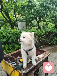 津门晨雨遇灵犬，市井藏大爱修行者！
 
雨后津门的清晨，空气里带着草木与泥土的清润。三轮车上的小白狗，前几日还对着我吠叫，被我一声草原狼啸震慑后，如今见我便温顺得像团棉花，今早更是吐着粉舌头，在车斗里歪头卖萌，眼里满是软乎乎的依赖。它的主人，是一位退伍老兵。他日日踩着三轮车拾废品，衣衫朴素，生活清简，却悄悄把积蓄捐给了慈善，把烟火日子过成了至真至纯的修行。那日我在楼下漫步，撞见他在废品堆旁捧着书读，阳光穿过树叶，落在他花白的鬓角和旧旧的衣衫上，那一刻，市井的尘埃都成了他身上的光，我忽然红了眼眶。原来大爱从不在喧嚣里，本真也从不在浮华里。他不张扬，不喧哗，却用半生朴素，活出了最滚烫的真善美；他的小狗，从野性吠叫到温顺亲近，也在无声的相处里，读懂了人心的赤诚。就像宇凡道里说的，大道至简，本真自明。真正的修行，从来不在深山古刹，而在市井烟火里的坚守与善意。他和他的小狗，就像这津门雨后的清风，用最朴素的模样，告诉我：温柔与大爱，从来都藏在不为人知的细节里，在日复一日的本真里，温暖着人间。愿这世间所有朴素的善意，都能被看见；愿所有坚守本心的修行者，都能被岁月温柔以待。配图