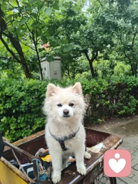 津门晨雨遇灵犬，市井藏大爱修行者！
 
雨后津门的清晨，空气里带着草木与泥土的清润。三轮车上的小白狗，前几日还对着我吠叫，被我一声草原狼啸震慑后，如今见我便温顺得像团棉花，今早更是吐着粉舌头，在车斗里歪头卖萌，眼里满是软乎乎的依赖。它的主人，是一位退伍老兵。他日日踩着三轮车拾废品，衣衫朴素，生活清简，却悄悄把积蓄捐给了慈善，把烟火日子过成了至真至纯的修行。那日我在楼下漫步，撞见他在废品堆旁捧着书读，阳光穿过树叶，落在他花白的鬓角和旧旧的衣衫上，那一刻，市井的尘埃都成了他身上的光，我忽然红了眼眶。原来大爱从不在喧嚣里，本真也从不在浮华里。他不张扬，不喧哗，却用半生朴素，活出了最滚烫的真善美；他的小狗，从野性吠叫到温顺亲近，也在无声的相处里，读懂了人心的赤诚。就像宇凡道里说的，大道至简，本真自明。真正的修行，从来不在深山古刹，而在市井烟火里的坚守与善意。他和他的小狗，就像这津门雨后的清风，用最朴素的模样，告诉我：温柔与大爱，从来都藏在不为人知的细节里，在日复一日的本真里，温暖着人间。愿这世间所有朴素的善意，都能被看见；愿所有坚守本心的修行者，都能被岁月温柔以待。配图