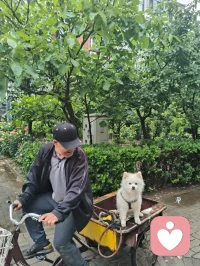 津门晨雨遇灵犬，市井藏大爱修行者！
 
雨后津门的清晨，空气里带着草木与泥土的清润。三轮车上的小白狗，前几日还对着我吠叫，被我一声草原狼啸震慑后，如今见我便温顺得像团棉花，今早更是吐着粉舌头，在车斗里歪头卖萌，眼里满是软乎乎的依赖。它的主人，是一位退伍老兵。他日日踩着三轮车拾废品，衣衫朴素，生活清简，却悄悄把积蓄捐给了慈善，把烟火日子过成了至真至纯的修行。那日我在楼下漫步，撞见他在废品堆旁捧着书读，阳光穿过树叶，落在他花白的鬓角和旧旧的衣衫上，那一刻，市井的尘埃都成了他身上的光，我忽然红了眼眶。原来大爱从不在喧嚣里，本真也从不在浮华里。他不张扬，不喧哗，却用半生朴素，活出了最滚烫的真善美；他的小狗，从野性吠叫到温顺亲近，也在无声的相处里，读懂了人心的赤诚。就像宇凡道里说的，大道至简，本真自明。真正的修行，从来不在深山古刹，而在市井烟火里的坚守与善意。他和他的小狗，就像这津门雨后的清风，用最朴素的模样，告诉我：温柔与大爱，从来都藏在不为人知的细节里，在日复一日的本真里，温暖着人间。愿这世间所有朴素的善意，都能被看见；愿所有坚守本心的修行者，都能被岁月温柔以待。配图