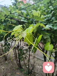 清晨雨后津门校园，蔷薇吐艳芬芳、桑葚含书香甜，少年携书香而进校门读书，万物都浸着成长的清欢与力量。配图