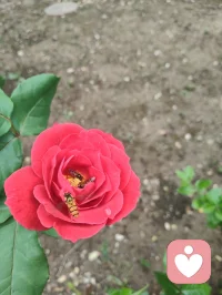 清晨雨后津门校园，蔷薇吐艳芬芳、桑葚含书香甜，少年携书香而进校门读书，万物都浸着成长的清欢与力量。配图