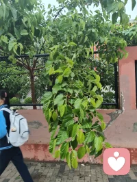 清晨雨后津门校园，蔷薇吐艳芬芳、桑葚含书香甜，少年携书香而进校门读书，万物都浸着成长的清欢与力量。配图