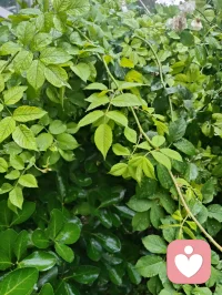 清晨雨后津门校园，蔷薇吐艳芬芳、桑葚含书香甜，少年携书香而进校门读书，万物都浸着成长的清欢与力量。配图