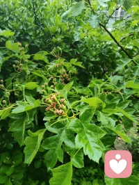 清晨雨后津门校园，蔷薇吐艳芬芳、桑葚含书香甜，少年携书香而进校门读书，万物都浸着成长的清欢与力量。配图