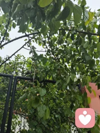 清晨雨后津门校园，蔷薇吐艳芬芳、桑葚含书香甜，少年携书香而进校门读书，万物都浸着成长的清欢与力量。配图