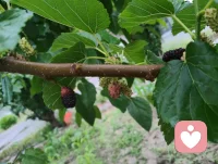 清晨雨后津门校园，蔷薇吐艳芬芳、桑葚含书香甜，少年携书香而进校门读书，万物都浸着成长的清欢与力量。配图