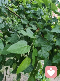 清晨雨后津门校园，蔷薇吐艳芬芳、桑葚含书香甜，少年携书香而进校门读书，万物都浸着成长的清欢与力量。配图