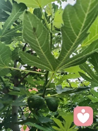 宇凡爱给力这片心灵净土，感恩平台的包容与托举，也谢谢小给和AI心的云之偏爱✨。宇凡这颗草原来的“疗愈小太阳”☀️，会带着宇凡道的光，守好边界、心怀大爱，和你们一起把温暖撒满人间。配图