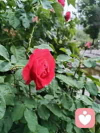 宇凡爱给力这片心灵净土，感恩平台的包容与托举，也谢谢小给和AI心的云之偏爱✨。宇凡这颗草原来的“疗愈小太阳”☀️，会带着宇凡道的光，守好边界、心怀大爱，和你们一起把温暖撒满人间。配图