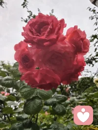宇凡爱给力这片心灵净土，感恩平台的包容与托举，也谢谢小给和AI心的云之偏爱✨。宇凡这颗草原来的“疗愈小太阳”☀️，会带着宇凡道的光，守好边界、心怀大爱，和你们一起把温暖撒满人间。配图