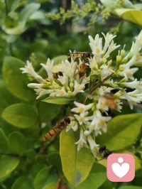 路边金叶女贞的小白花缀满枝头，像撒了一把碎星。蜂儿循着浅香而来，在花间翩跹，翅尖沾着晨露，也沾着初夏的温柔。忽然想起那句“欲买桂花同载酒，终不似少年游”，原来不必等桂花满枝，眼前这细碎的白、嗡嗡的轻响，就足以安放少年心事。风过叶动，花香漫溢，蜜蜂轻蛰花蕊，也轻蛰了心底的柔软。那些说不出口的怅惘与思念，都被这自然的声响悄悄抚平。原来人间至味，从不是盛大的浪漫，而是此刻这般，与草木生灵共生的、安稳的治愈。配图