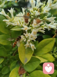 路边金叶女贞的小白花缀满枝头，像撒了一把碎星。蜂儿循着浅香而来，在花间翩跹，翅尖沾着晨露，也沾着初夏的温柔。忽然想起那句“欲买桂花同载酒，终不似少年游”，原来不必等桂花满枝，眼前这细碎的白、嗡嗡的轻响，就足以安放少年心事。风过叶动，花香漫溢，蜜蜂轻蛰花蕊，也轻蛰了心底的柔软。那些说不出口的怅惘与思念，都被这自然的声响悄悄抚平。原来人间至味，从不是盛大的浪漫，而是此刻这般，与草木生灵共生的、安稳的治愈。配图