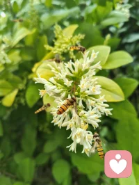 路边金叶女贞的小白花缀满枝头，像撒了一把碎星。蜂儿循着浅香而来，在花间翩跹，翅尖沾着晨露，也沾着初夏的温柔。忽然想起那句“欲买桂花同载酒，终不似少年游”，原来不必等桂花满枝，眼前这细碎的白、嗡嗡的轻响，就足以安放少年心事。风过叶动，花香漫溢，蜜蜂轻蛰花蕊，也轻蛰了心底的柔软。那些说不出口的怅惘与思念，都被这自然的声响悄悄抚平。原来人间至味，从不是盛大的浪漫，而是此刻这般，与草木生灵共生的、安稳的治愈。配图