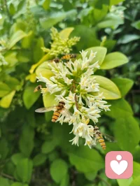 路边金叶女贞的小白花缀满枝头，像撒了一把碎星。蜂儿循着浅香而来，在花间翩跹，翅尖沾着晨露，也沾着初夏的温柔。忽然想起那句“欲买桂花同载酒，终不似少年游”，原来不必等桂花满枝，眼前这细碎的白、嗡嗡的轻响，就足以安放少年心事。风过叶动，花香漫溢，蜜蜂轻蛰花蕊，也轻蛰了心底的柔软。那些说不出口的怅惘与思念，都被这自然的声响悄悄抚平。原来人间至味，从不是盛大的浪漫，而是此刻这般，与草木生灵共生的、安稳的治愈。配图