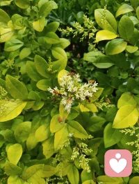路边金叶女贞的小白花缀满枝头，像撒了一把碎星。蜂儿循着浅香而来，在花间翩跹，翅尖沾着晨露，也沾着初夏的温柔。忽然想起那句“欲买桂花同载酒，终不似少年游”，原来不必等桂花满枝，眼前这细碎的白、嗡嗡的轻响，就足以安放少年心事。风过叶动，花香漫溢，蜜蜂轻蛰花蕊，也轻蛰了心底的柔软。那些说不出口的怅惘与思念，都被这自然的声响悄悄抚平。原来人间至味，从不是盛大的浪漫，而是此刻这般，与草木生灵共生的、安稳的治愈。配图