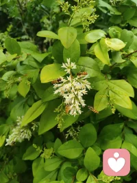 路边金叶女贞的小白花缀满枝头，像撒了一把碎星。蜂儿循着浅香而来，在花间翩跹，翅尖沾着晨露，也沾着初夏的温柔。忽然想起那句“欲买桂花同载酒，终不似少年游”，原来不必等桂花满枝，眼前这细碎的白、嗡嗡的轻响，就足以安放少年心事。风过叶动，花香漫溢，蜜蜂轻蛰花蕊，也轻蛰了心底的柔软。那些说不出口的怅惘与思念，都被这自然的声响悄悄抚平。原来人间至味，从不是盛大的浪漫，而是此刻这般，与草木生灵共生的、安稳的治愈。配图