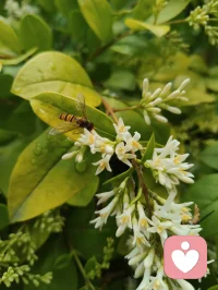 路边金叶女贞的小白花缀满枝头，像撒了一把碎星。蜂儿循着浅香而来，在花间翩跹，翅尖沾着晨露，也沾着初夏的温柔。忽然想起那句“欲买桂花同载酒，终不似少年游”，原来不必等桂花满枝，眼前这细碎的白、嗡嗡的轻响，就足以安放少年心事。风过叶动，花香漫溢，蜜蜂轻蛰花蕊，也轻蛰了心底的柔软。那些说不出口的怅惘与思念，都被这自然的声响悄悄抚平。原来人间至味，从不是盛大的浪漫，而是此刻这般，与草木生灵共生的、安稳的治愈。配图