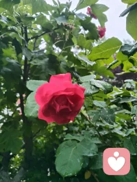 花木含香，青果待熟，蔷薇含露。万法大道归极是真善美，以纯粹的本真，滋养生命力强者的温柔与力量！配图