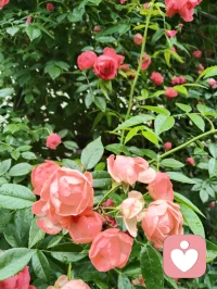 花木含香，青果待熟，蔷薇含露。万法大道归极是真善美，以纯粹的本真，滋养生命力强者的温柔与力量！配图