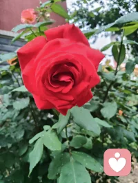 花木含香，青果待熟，蔷薇含露。万法大道归极是真善美，以纯粹的本真，滋养生命力强者的温柔与力量！配图