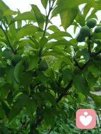 花木含香，青果待熟，蔷薇含露。万法大道归极是真善美，以纯粹的本真，滋养生命力强者的温柔与力量！配图