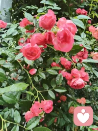 花木含香，青果待熟，蔷薇含露。万法大道归极是真善美，以纯粹的本真，滋养生命力强者的温柔与力量！配图