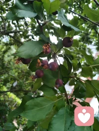 花木含香，青果待熟，蔷薇含露。万法大道归极是真善美，以纯粹的本真，滋养生命力强者的温柔与力量！配图