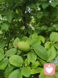 花木含香，青果待熟，蔷薇含露。万法大道归极是真善美，以纯粹的本真，滋养生命力强者的温柔与力量！配图