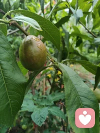花木含香，青果待熟，蔷薇含露。万法大道归极是真善美，以纯粹的本真，滋养生命力强者的温柔与力量！配图