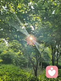 光穿枝叶，照见本心；以宇凡为灯，在给力予您温暖与力量✨配图